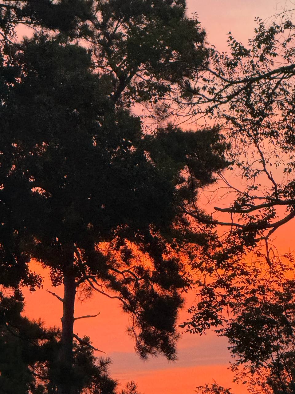 Tree silhouettes against a red and orange sunset sky