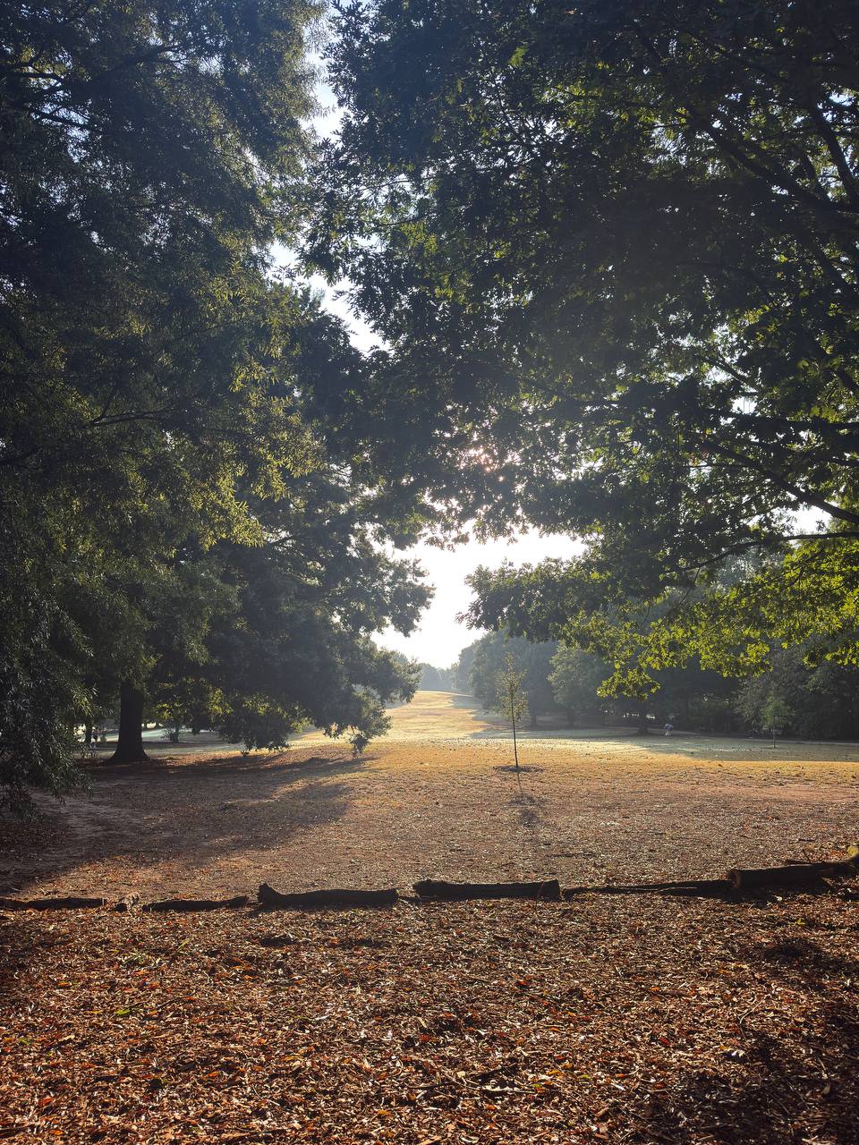 A sunlit autumn path through trees